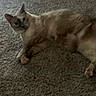 cat, carpet, indoor, pet, animal, feline, lying_down, fur, ears, whiskers, relaxed, domestic, mammal, resting, sleepy, cozy, home, floor, cute, quiet