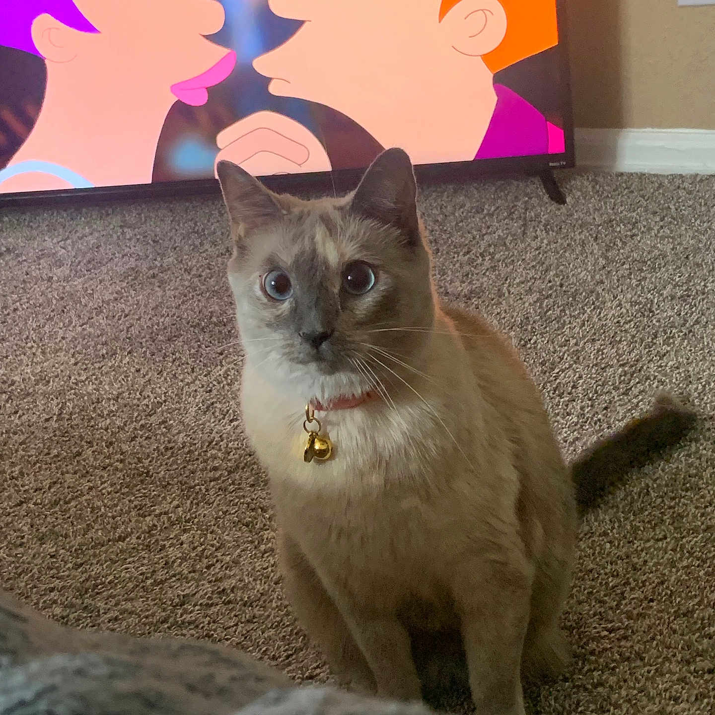 Grace joined the competition — help win amazing prizes! cat, pet, indoor, carpet, collar, bell, animal, fur, blue_eyes, television, animation, cartoon, character, orange_hair, purple_hair, face, curious, sitting, living_room, wall_outlet