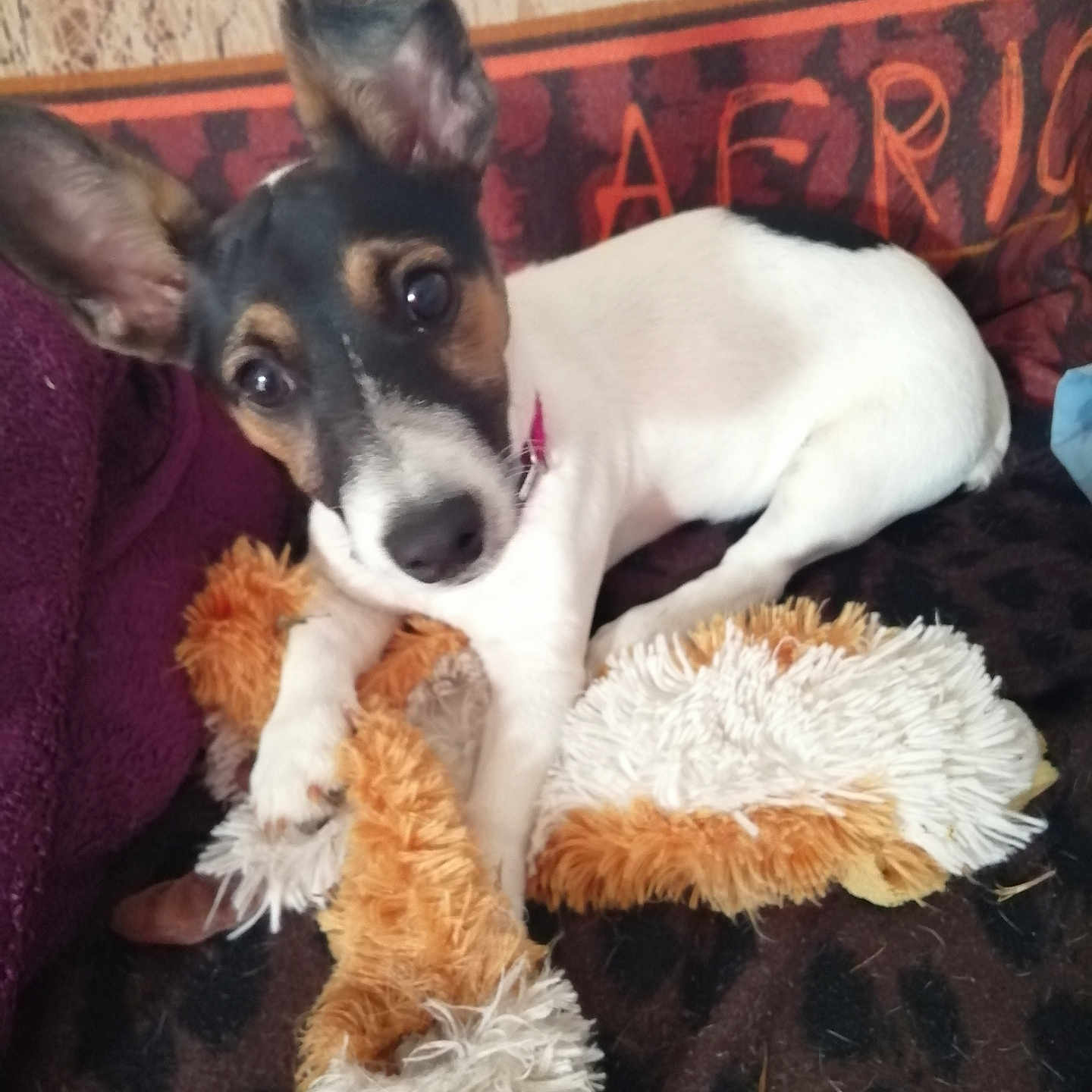 Blum participe au concours pour gagner de l'argent avec cette photo : animal, blanket, companion, cozy, cute, cute_pet, dog, domestic, ears, front_view, fur, indoor, looking, pet, playful, puppy, resting, small_dog, toy, young