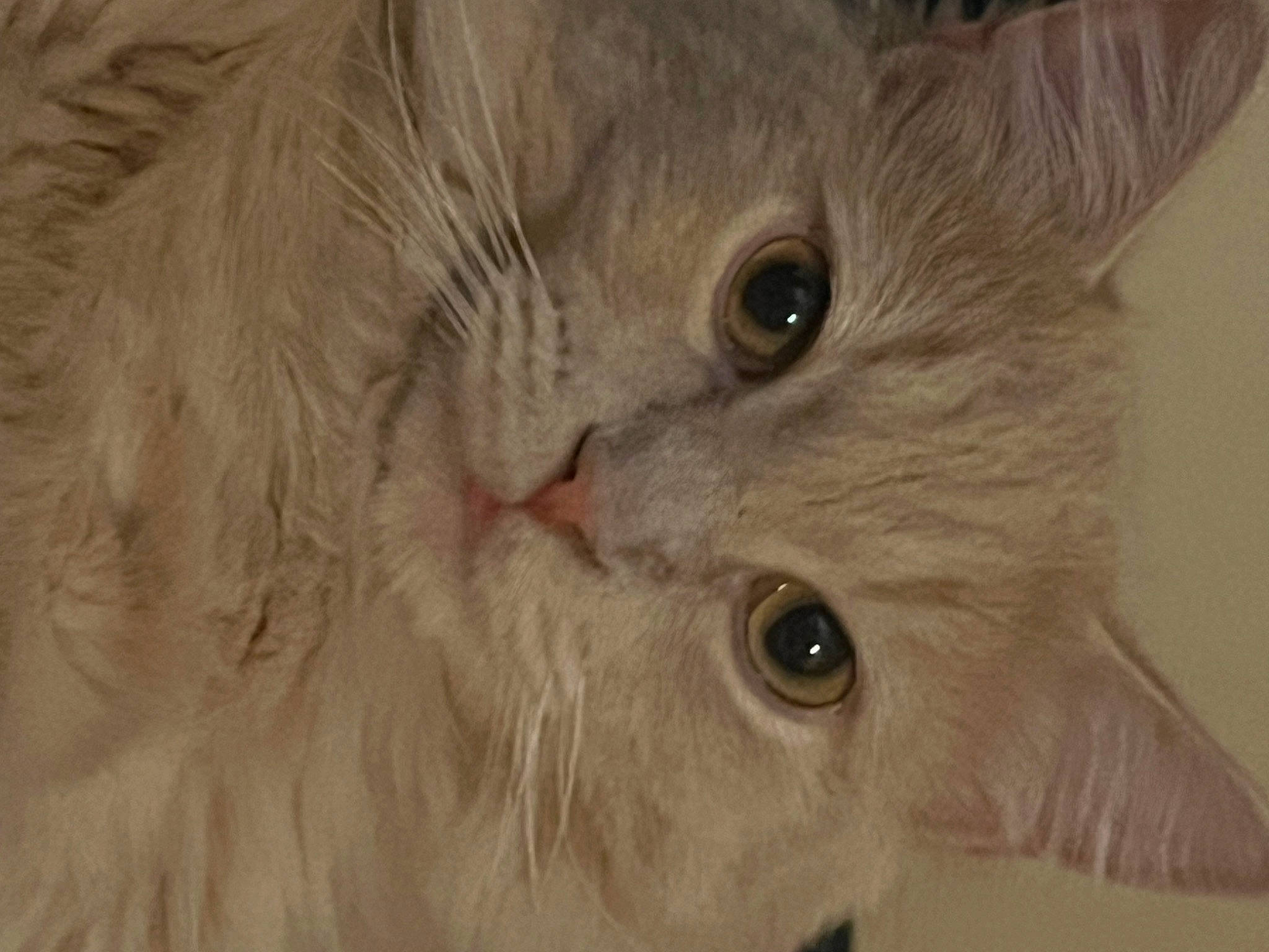 Jareth joined the competition — help win amazing prizes! carnivore, cat, curious, domestic_short_haired_cat, ear, eye, fawn, felidae, fur, head, small_to_medium_sized_cats, snout, terrestrial_animal, whiskers