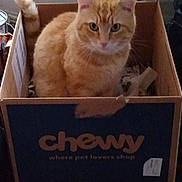 Flokie joined the competition — help win amazing prizes! cat, orange_tabby, pet, feline, animal, sitting, cardboard_box, box, tail, ears, whiskers, green_eyes, fur, striped_fur, indoors, portrait, closeup, cute, alert, packaging