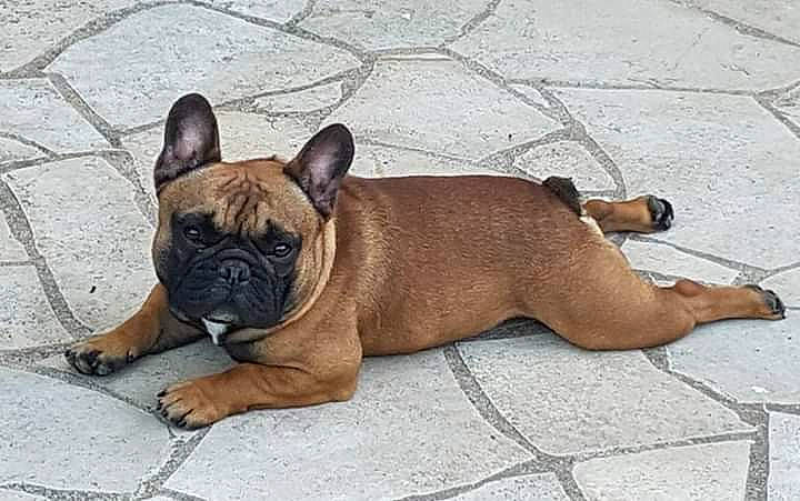 Morpheus participe au concours pour gagner de l'argent avec cette photo : ancient_dog_breeds, boxer, bulldog, canidae, carnivore, companion_dog, dog, dog_breed, fawn, french_bulldog, mammal, molosser, non_sporting_group, snout, toy_bulldog, vertebrate
