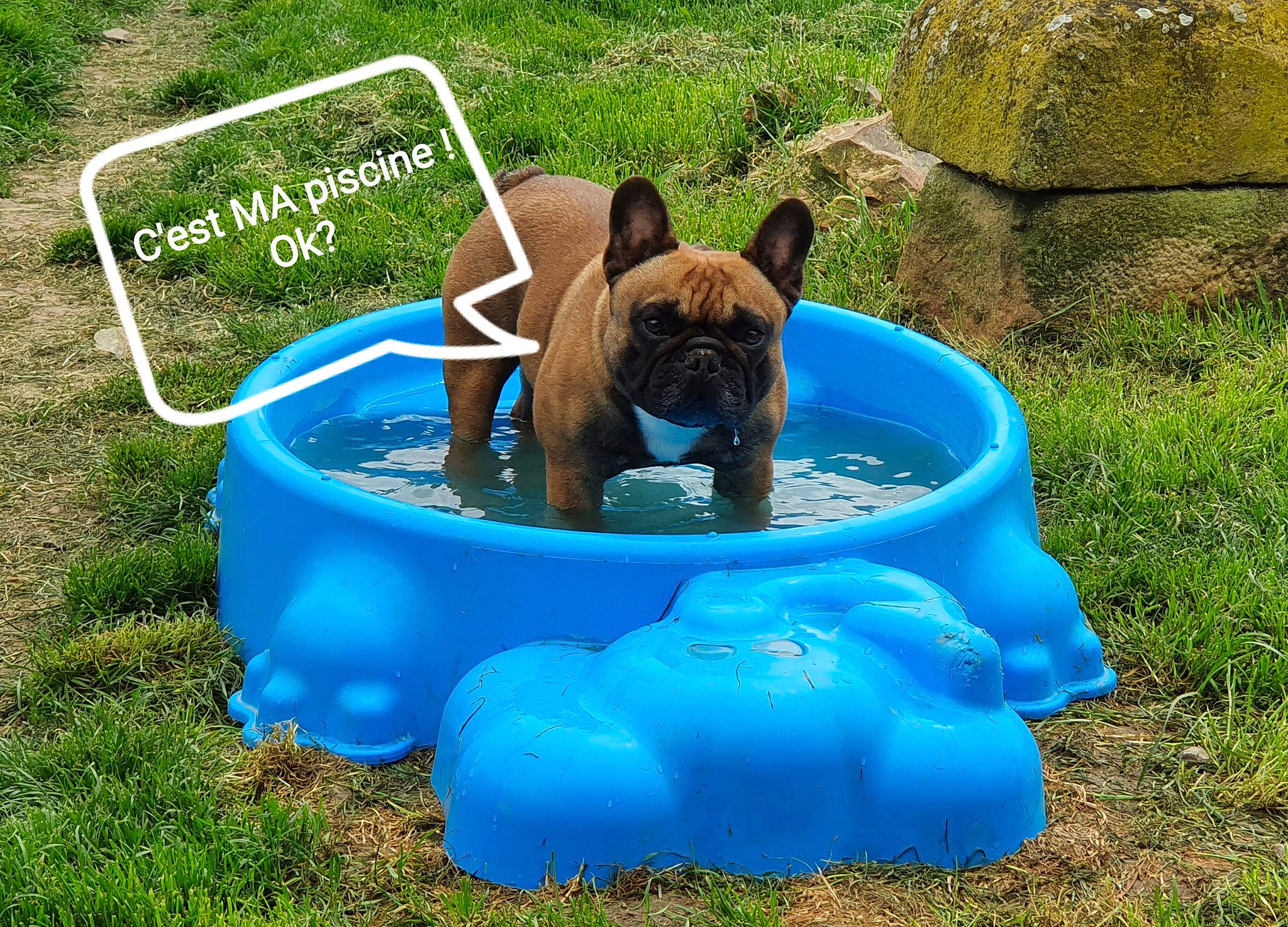 Morpheus participe au concours pour gagner de l'argent avec cette photo : bulldog, canidae, carnivore, companion_dog, dog, dog_breed, fawn, french_bulldog, mammal, non_sporting_group, puppy, vertebrate