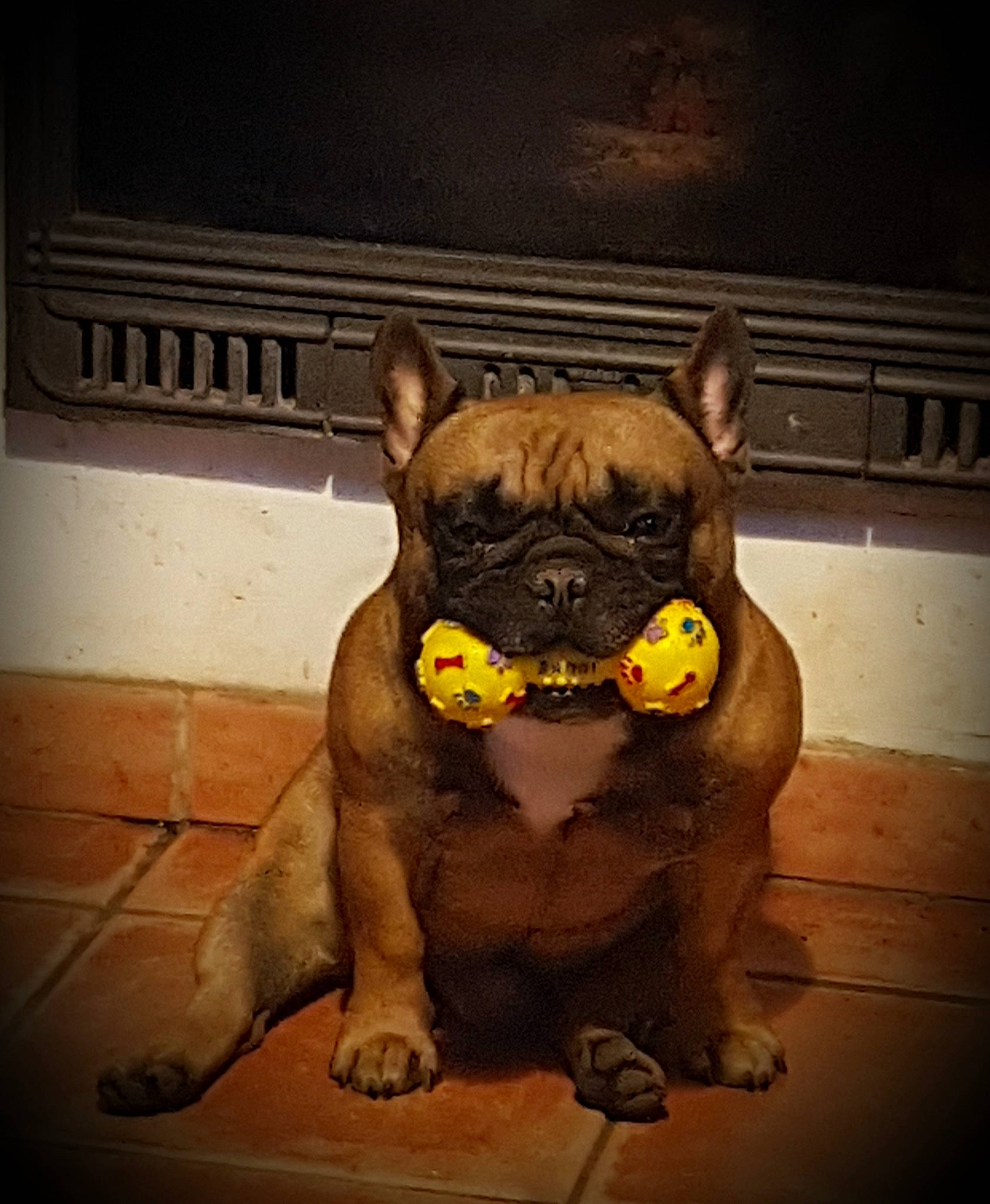 Morpheus participe au concours pour gagner de l'argent avec cette photo : ancient_dog_breeds, british_bulldogs, bulldog, bullmastiff, canidae, carnivore, companion_dog, dog, dog_breed, fawn, french_bulldog, mammal, non_sporting_group, old_english_bulldog, olde_english_bulldogge, pug, renascence_bulldogge, snout, toy_bulldog, vertebrate