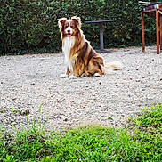 Jango participe au concours pour gagner de l'argent avec cette photo : dog, australian_shepherd, pet, sitting, outdoor, gravel, grass, hedge, table, wooden_table, brown_fur, white_chest, fluffy, tail, ears, tongue_out, happy, portrait, backyard, nature