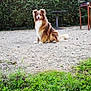 dog, australian_shepherd, pet, sitting, outdoor, gravel, grass, hedge, table, wooden_table, brown_fur, white_chest, fluffy, tail, ears, tongue_out, happy, portrait, backyard, nature