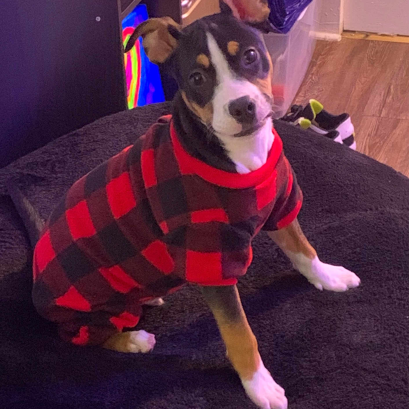 Modelo joined the competition — help win amazing prizes! black, checkered, cozy, curious, cute, dog, domestic, ears, floor, furniture, indoor, looking_at_camera, pet, plastic_container, puppy, red, shoes, small_dog, sweater, wooden_floor