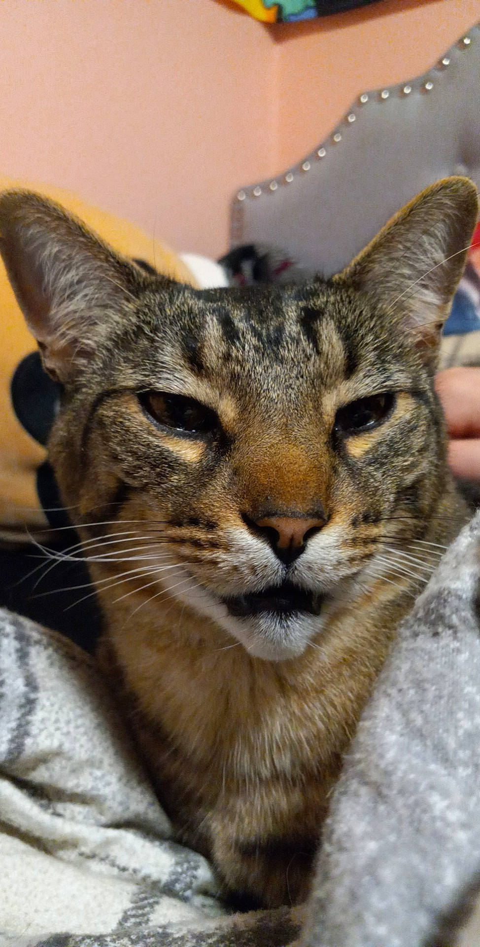 Joey joined the competition — help win amazing prizes! carnivore, cat, ear, eye, fawn, felidae, fur, natural_material, small_to_medium_sized_cats, snout, terrestrial_animal, whiskers, wildlife