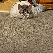 Lilly joined the competition — help win amazing prizes! animal, cabinet, carpet, cat, closeup, clothing, cute, domestic, ears, eyes, feline, floor, fur, home, indoor, lying_down, pet, relaxing, resting, whiskers