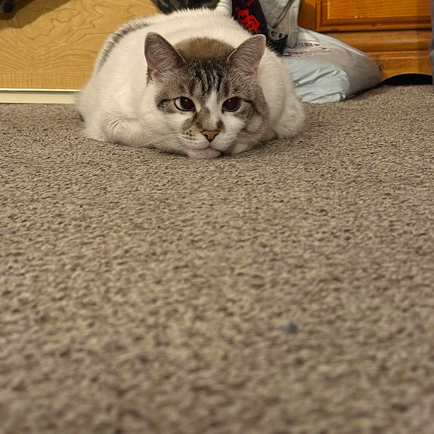 Lilly