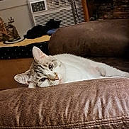 Lilly is registered to the contest to win money with this photo: cat, cushion, brown, indoor, pet, relaxed, feline, fur, ears, eyes, home, air_conditioner, furniture, shelf, decor, cozy, resting, animal, mammal, domestic