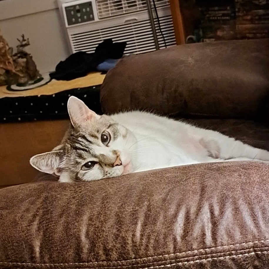 Lilly is registered to the contest to win money with this photo: air_conditioner, animal, brown, cat, cozy, cushion, decor, domestic, ears, eyes, feline, fur, furniture, home, indoor, mammal, pet, relaxed, resting, shelf