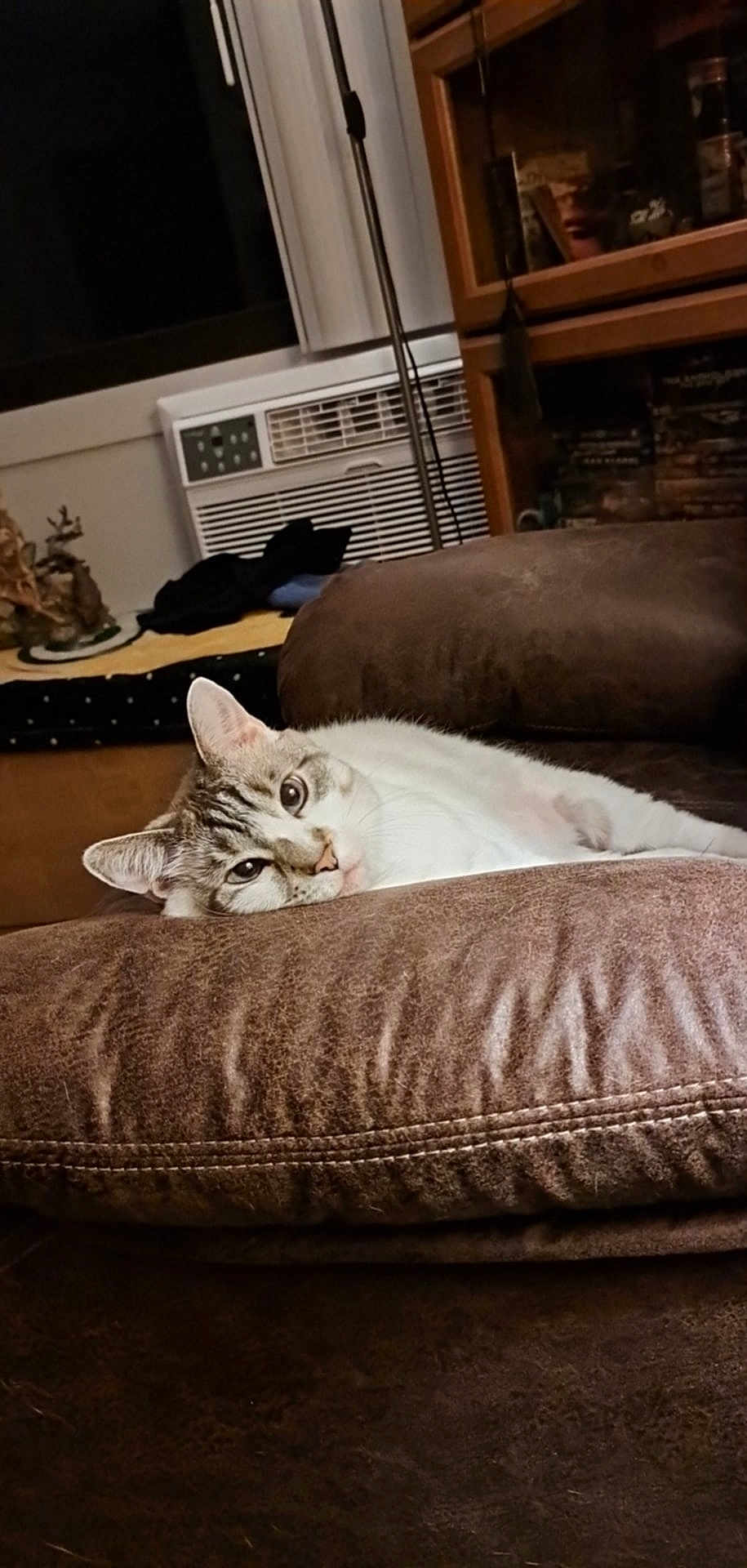 Lilly is registered to the contest to win money with this photo: cat, cushion, brown, indoor, pet, relaxed, feline, fur, ears, eyes, home, air_conditioner, furniture, shelf, decor, cozy, resting, animal, mammal, domestic