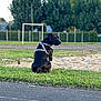Under participe au concours pour gagner de l'argent avec cette photo : dog, black_dog, grass, harness, park, outdoor, pet, animal, sitting, curious, nature, trees, goal_post, field, daylight, canine, leisure, greenery, back_view, quiet