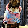 dog, hoodie, clothing, pet, portrait, sitting, fur, animal, paw, indoor, fabric, cute, tie_dye, colorful, furry, background, blue, white, black, expression