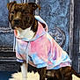 Under participe au concours pour gagner de l'argent avec cette photo : dog, hoodie, tie_dye, pet_clothing, brindle, white_paws, fluffy_rug, portrait, studio, blue_background, vintage_style, fashion, animal, pet, sitting, indoors, cute, furry, canine, posing
