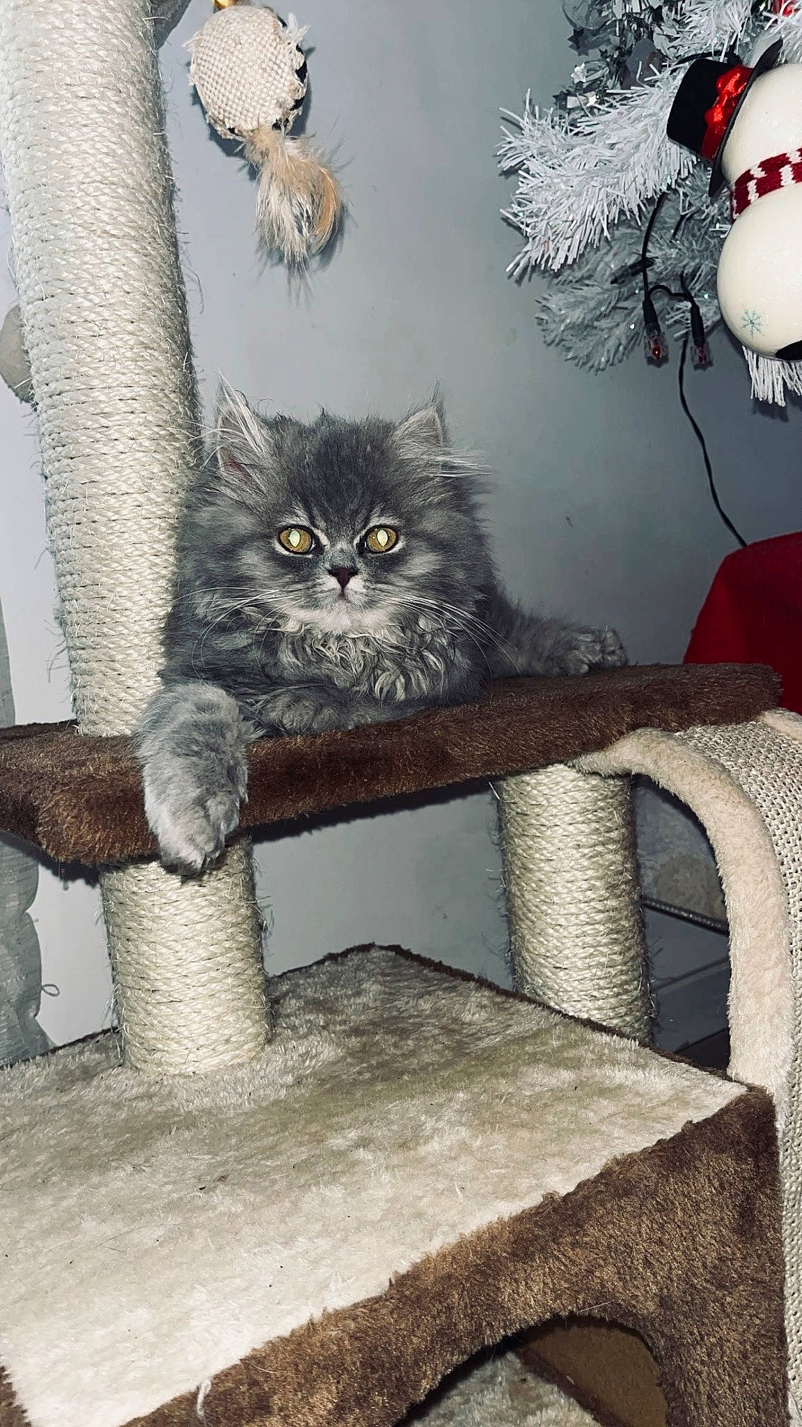 Perle a rejoint le concours — aidez-le/la à gagner de superbes lots ! art, carnivore, cat, chair, domestic_short_haired_cat, fawn, felidae, flowerpot, fur, grey, ornament, plant, shelf, sitting, small_to_medium_sized_cats, tail, tree, whiskers, window, wood