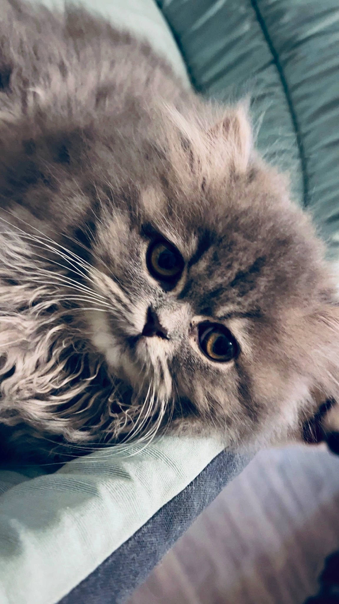 Perle participe au concours pour gagner de l'argent avec cette photo : carnivore, cat, close_up, comfort, domestic_short_haired_cat, felidae, fur, grey, love, nap, paw, photo_caption, small_to_medium_sized_cats, snout, terrestrial_animal, whiskers