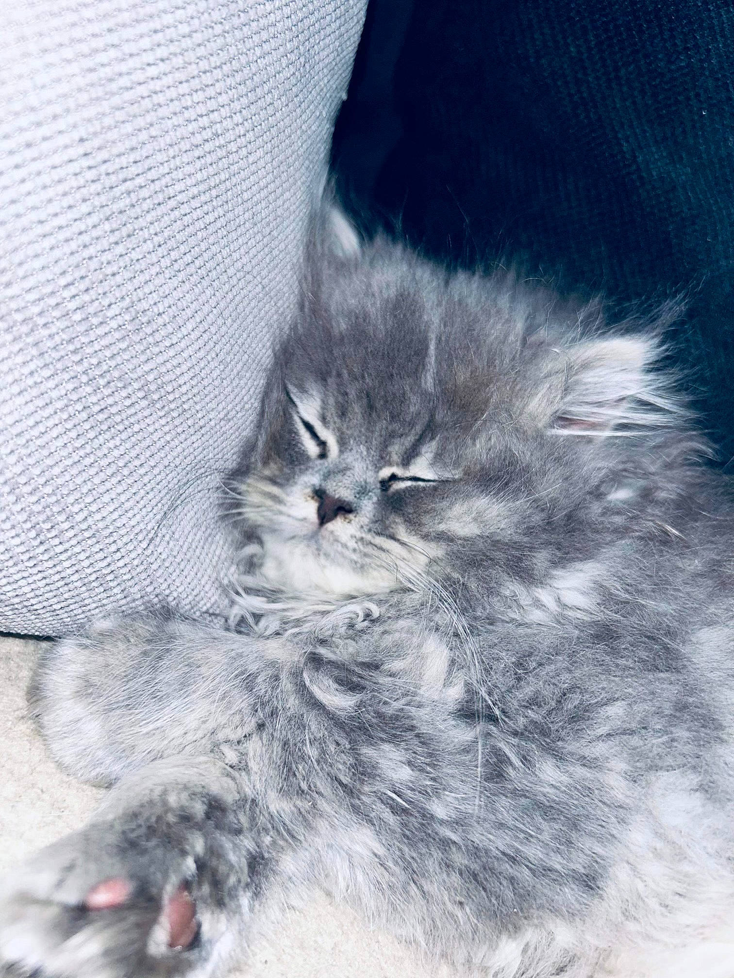 Perle a rejoint le concours — aidez-le/la à gagner de superbes lots ! british_longhair, carnivore, cat, claw, comfort, domestic_short_haired_cat, felidae, fur, grey, monochrome, monochrome_photography, paw, persian, small_to_medium_sized_cats, snout, tail, terrestrial_animal, whiskers