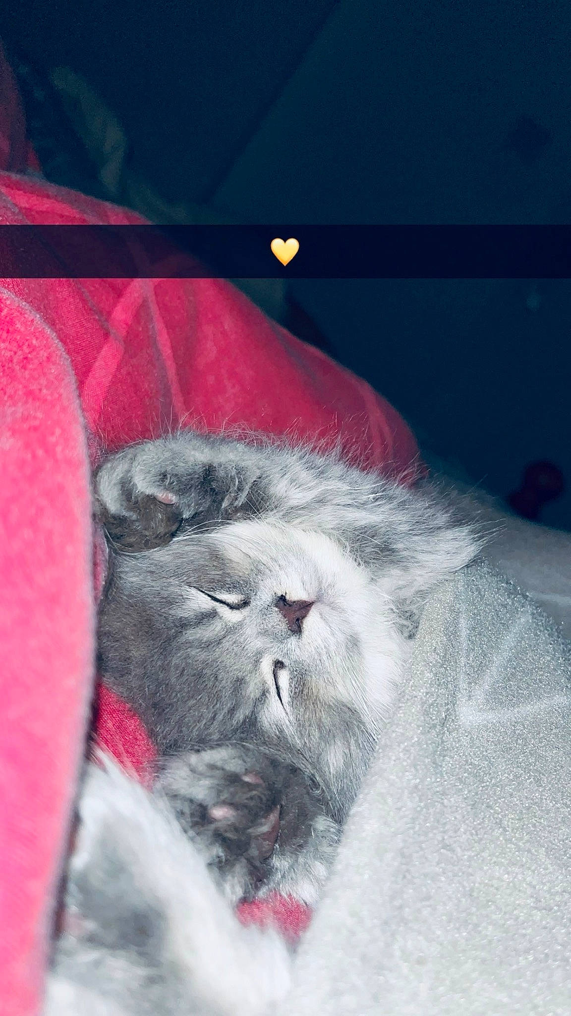 Perle participe au concours pour gagner de l'argent avec cette photo : art, carnivore, cat, claw, domestic_short_haired_cat, felidae, fur, magenta, painting, paw, petal, photo_caption, small_to_medium_sized_cats, snout, tail, terrestrial_animal, visual_arts, whiskers, window