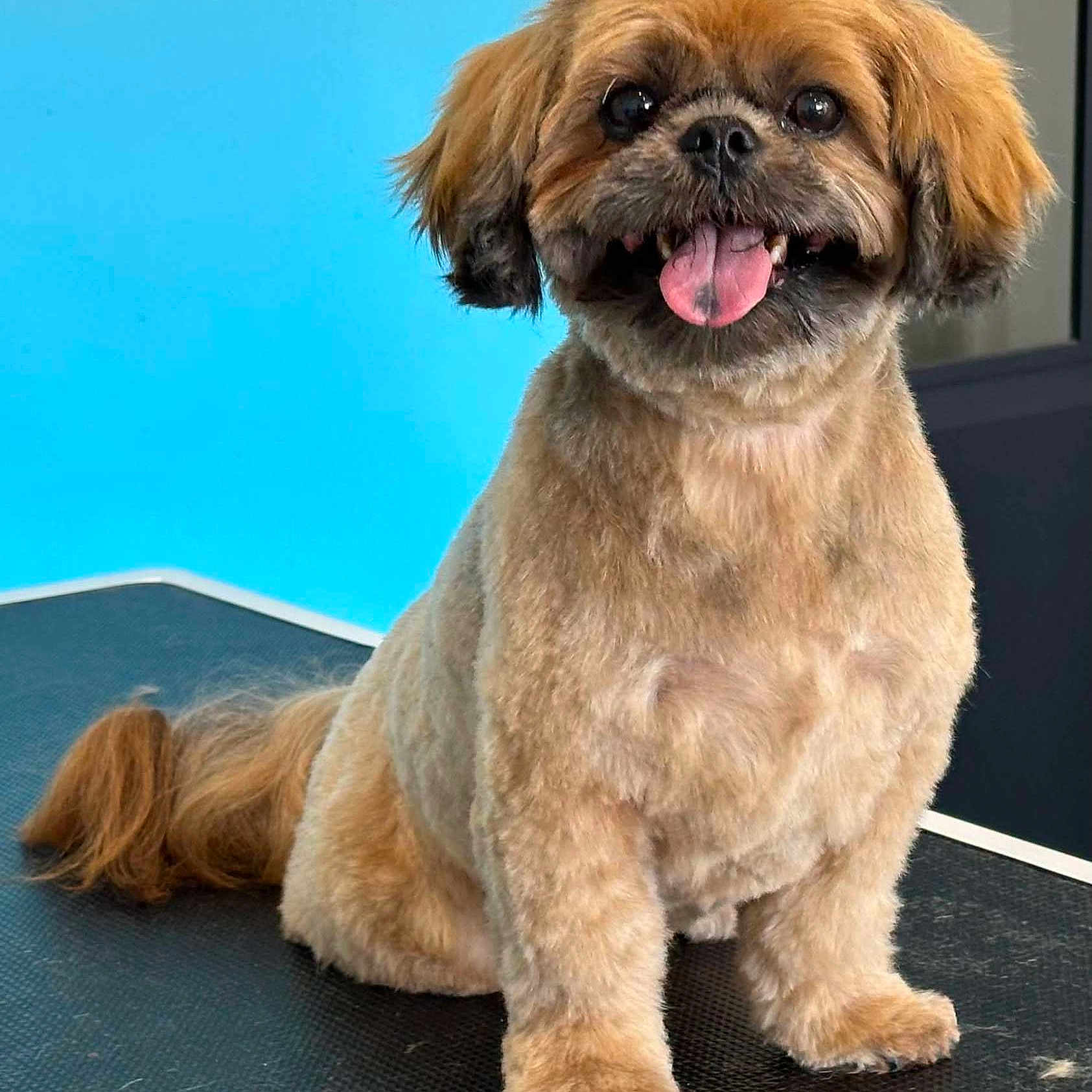 Ohiana participe au concours pour gagner de l'argent avec cette photo : dog, pet, animal, groomed, fluffy, tongue_out, happy, sitting, fur, cute, indoor, table, brown_fur, small_dog, companion, portrait, friendly, cute_pet, studio, bright_background