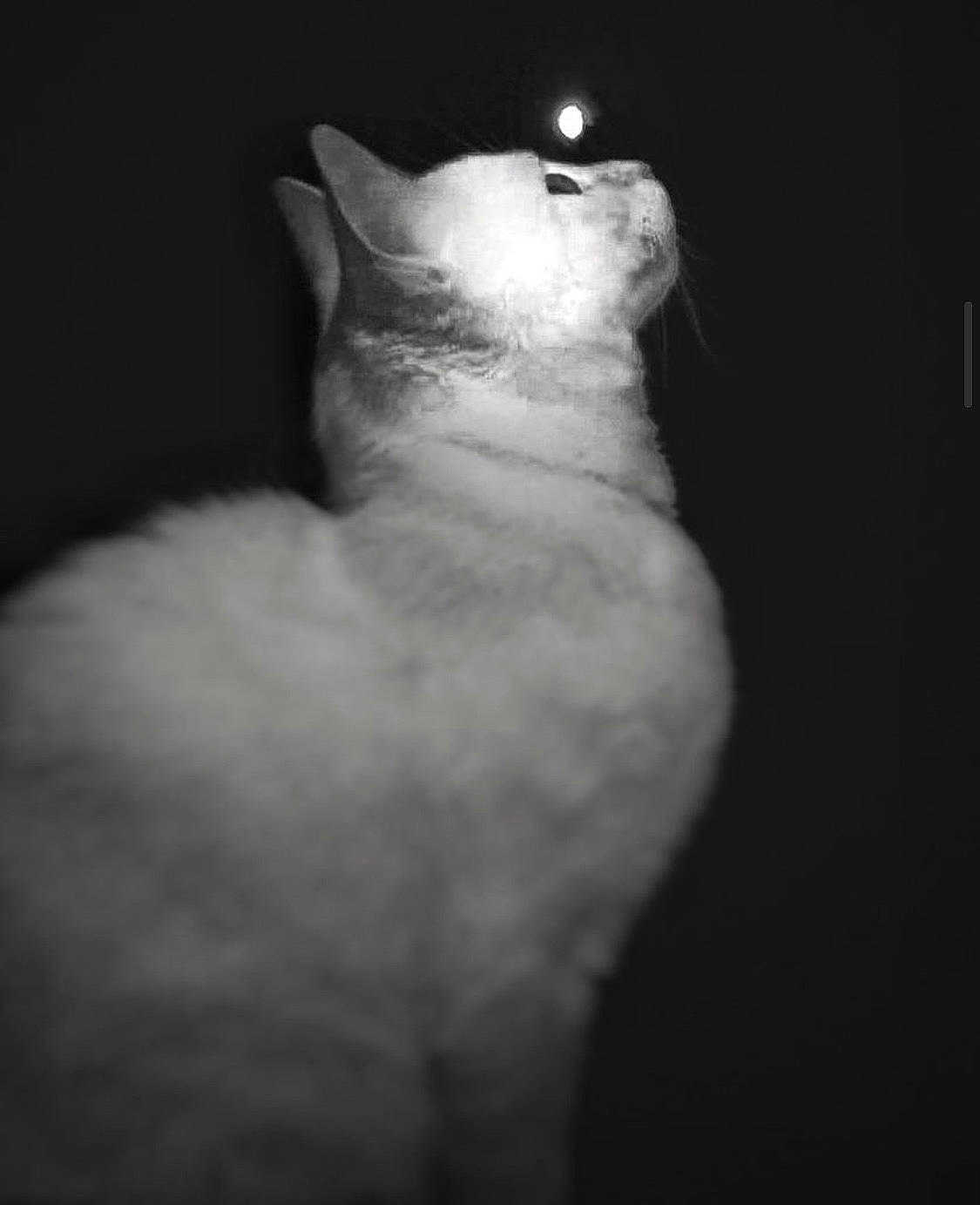 Ninho a rejoint le concours — aidez-le/la à gagner de superbes lots ! black, black_and_white, carnivore, cat, darkness, felidae, fur, monochrome, monochrome_photography, ragdoll, small_to_medium_sized_cats, style, tail, turkish_angora, whiskers, white