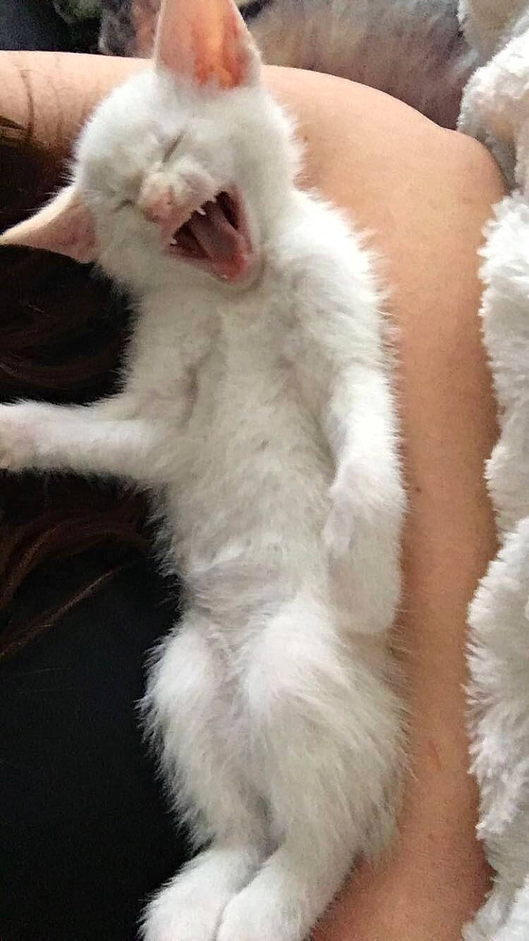 Ninho participe au concours pour gagner de l'argent avec cette photo : american_curl, carnivore, cat, claw, domestic_long_haired_cat, ear, felidae, fur, kitten, paw, polydactyl_cat, ragdoll, small_to_medium_sized_cats, tail, turkish_angora, whiskers