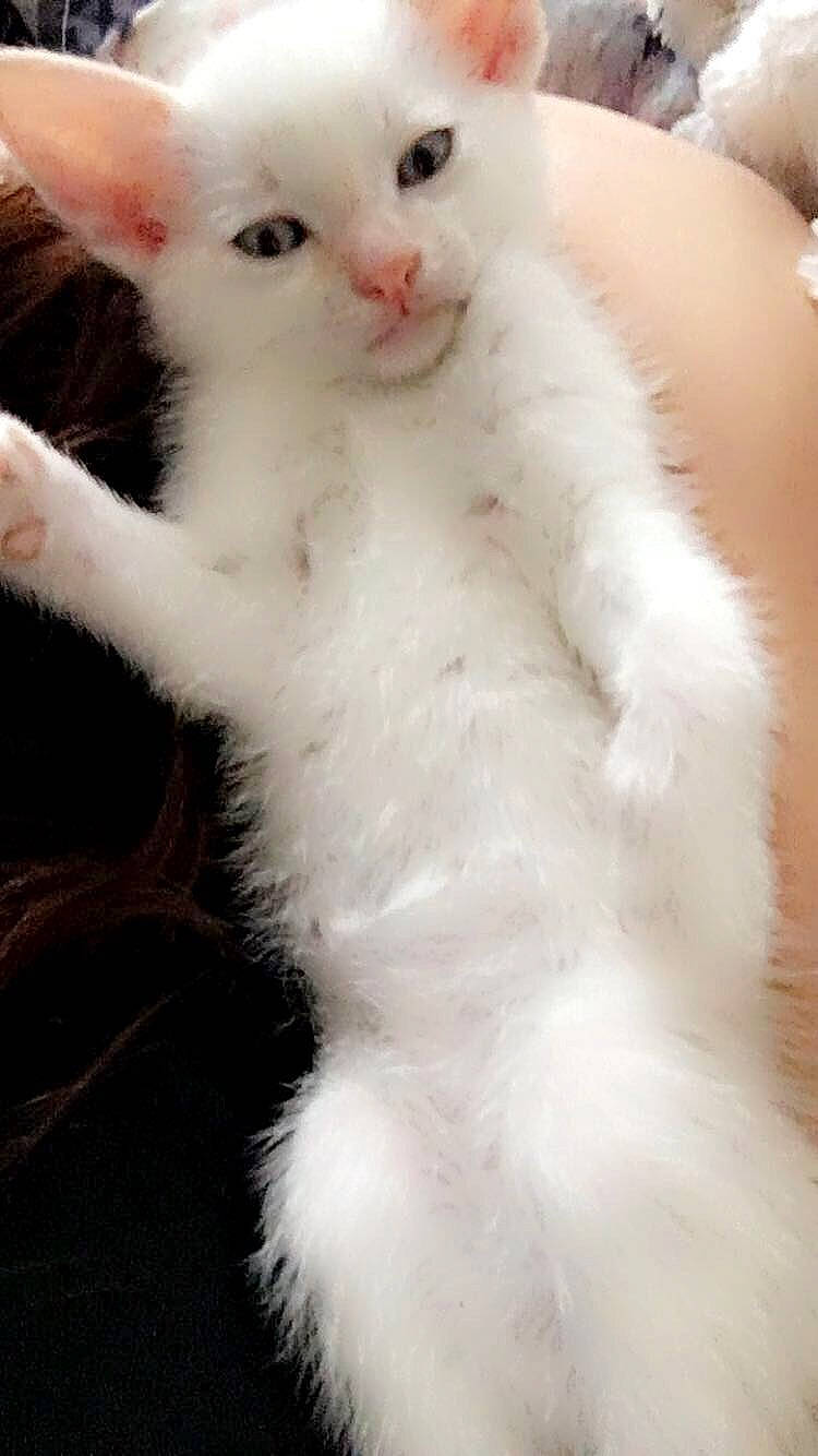 Ninho participe au concours pour gagner de l'argent avec cette photo : american_curl, carnivore, cat, claw, domestic_long_haired_cat, eye, felidae, fur, khao_manee, kitten, mammal, paw, skin, small_to_medium_sized_cats, tail, turkish_angora, turkish_van, vertebrate, whiskers, white