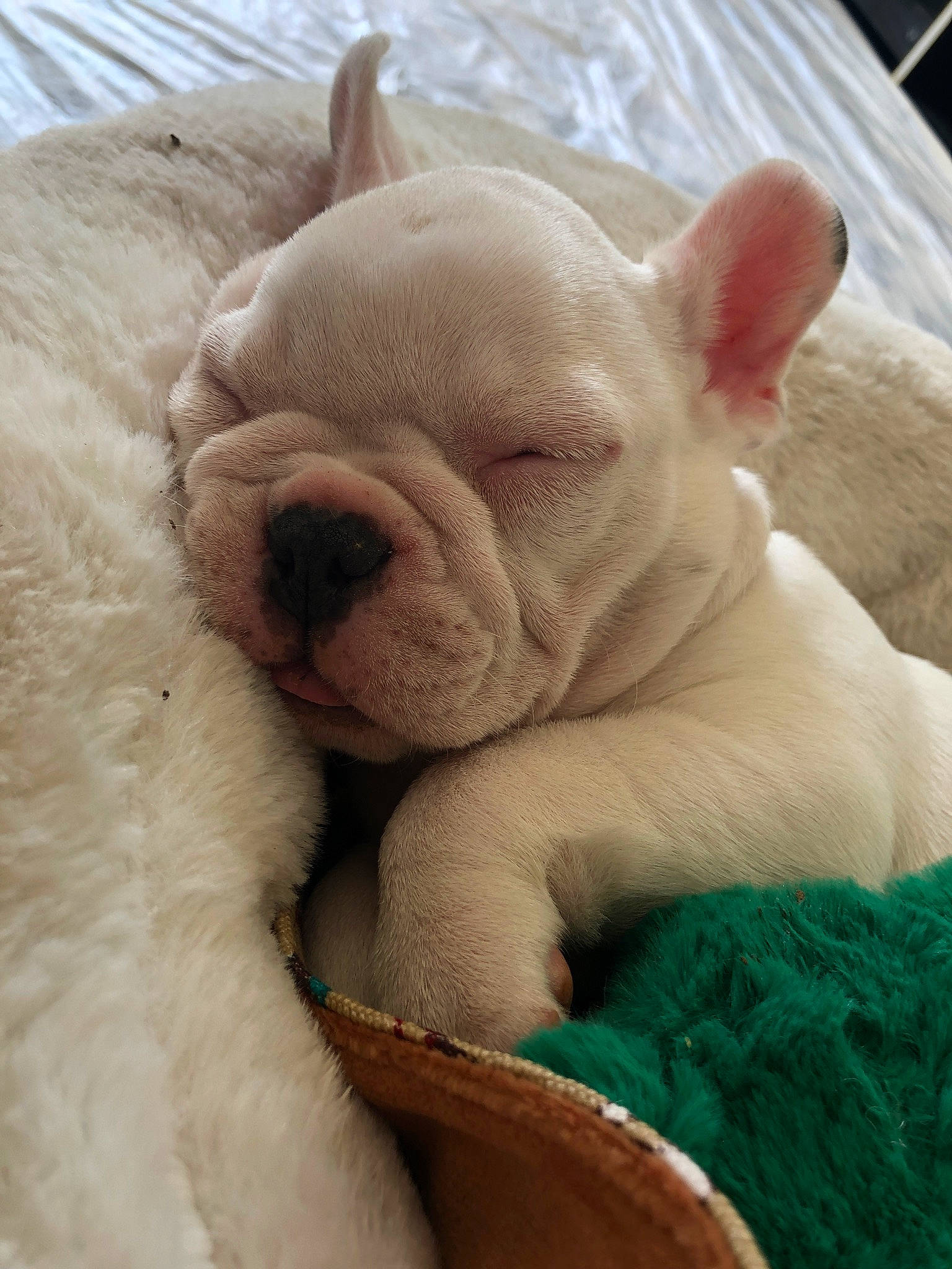 Rio participe au concours pour gagner de l'argent avec cette photo : american_bulldog, bulldog, canidae, carnivore, companion_dog, dog, dog_breed, fawn, french_bulldog, mammal, nap, non_sporting_group, nose, puppy, skin, snout, toy_bulldog, vertebrate, white_english_bulldog, wrinkle