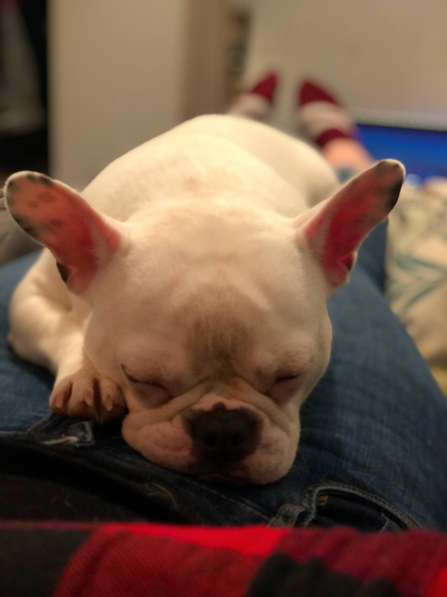 Rio participe au concours pour gagner de l'argent avec cette photo : american_bulldog, bulldog, canidae, carnivore, companion_dog, dog, dog_breed, ear, fawn, french_bulldog, mammal, nap, non_sporting_group, puppy, skin, snout, toy_bulldog, vertebrate, white_english_bulldog