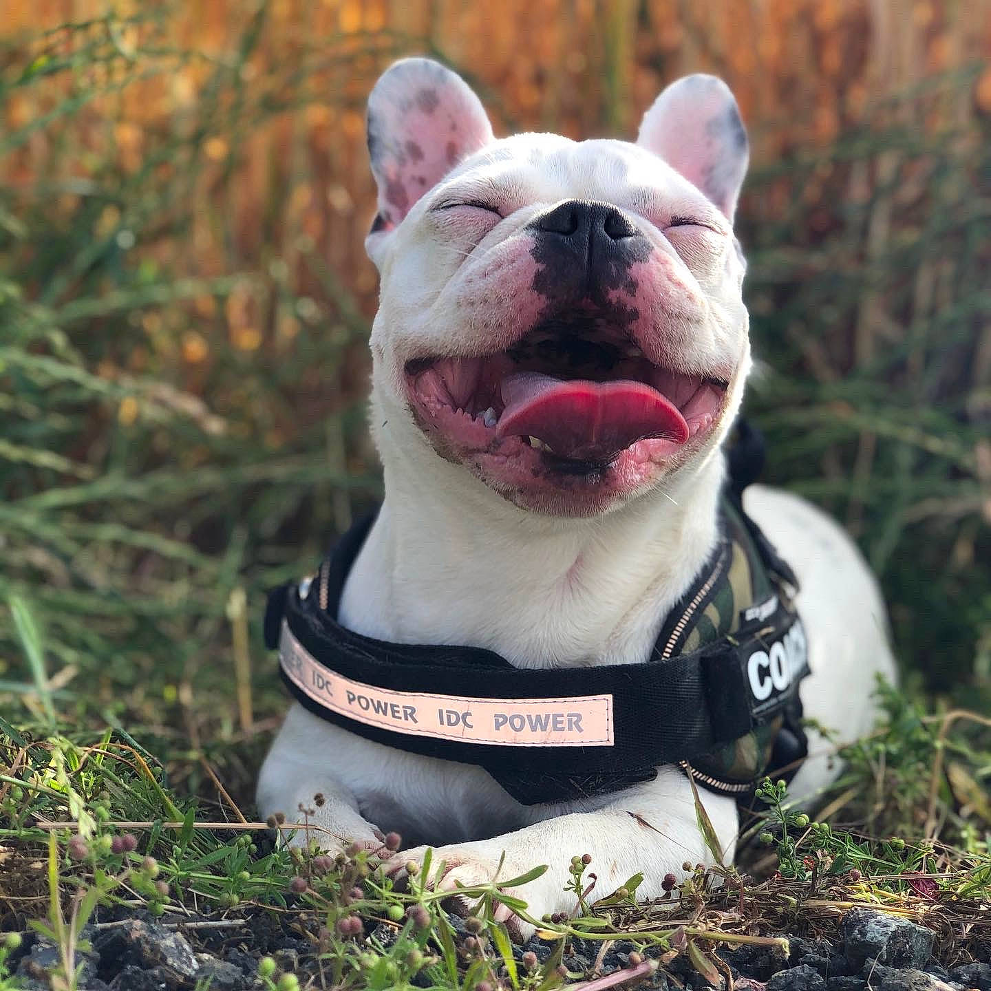 Rio participe au concours pour gagner de l'argent avec cette photo : american_bulldog, australian_bulldog, bulldog, canidae, carnivore, companion_dog, dog, dog_breed, dorset_olde_tyme_bulldogge, fawn, french_bulldog, mammal, non_sporting_group, old_english_bulldog, olde_english_bulldogge, pit_bull, snout, toy_bulldog, vertebrate, white_english_bulldog