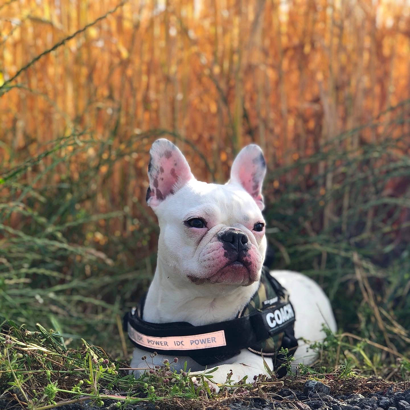 Rio participe au concours pour gagner de l'argent avec cette photo : australian_bulldog, bulldog, canidae, carnivore, companion_dog, dog, dog_breed, fawn, french_bulldog, grass, mammal, non_sporting_group, puppy, rare_breed_dog, snout, toy_bulldog, vertebrate