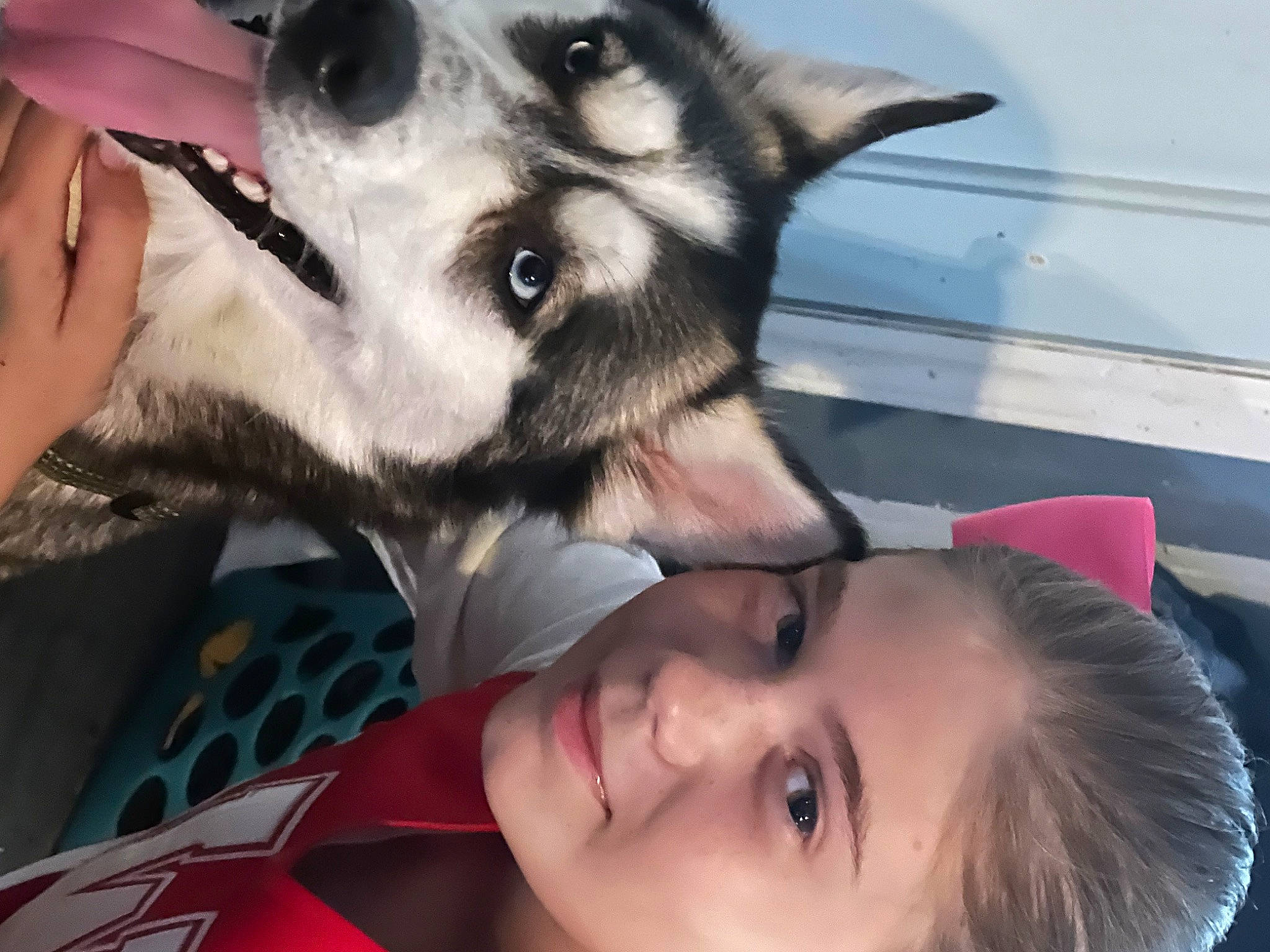 Aurora joined the competition — help win amazing prizes! black_hair, carnivore, companion_dog, dog, dog_breed, ear, eyebrow, eyelash, fawn, fur, gesture, happy, jaw, mouth, nose, organ, smile, snapshot, snout, whiskers