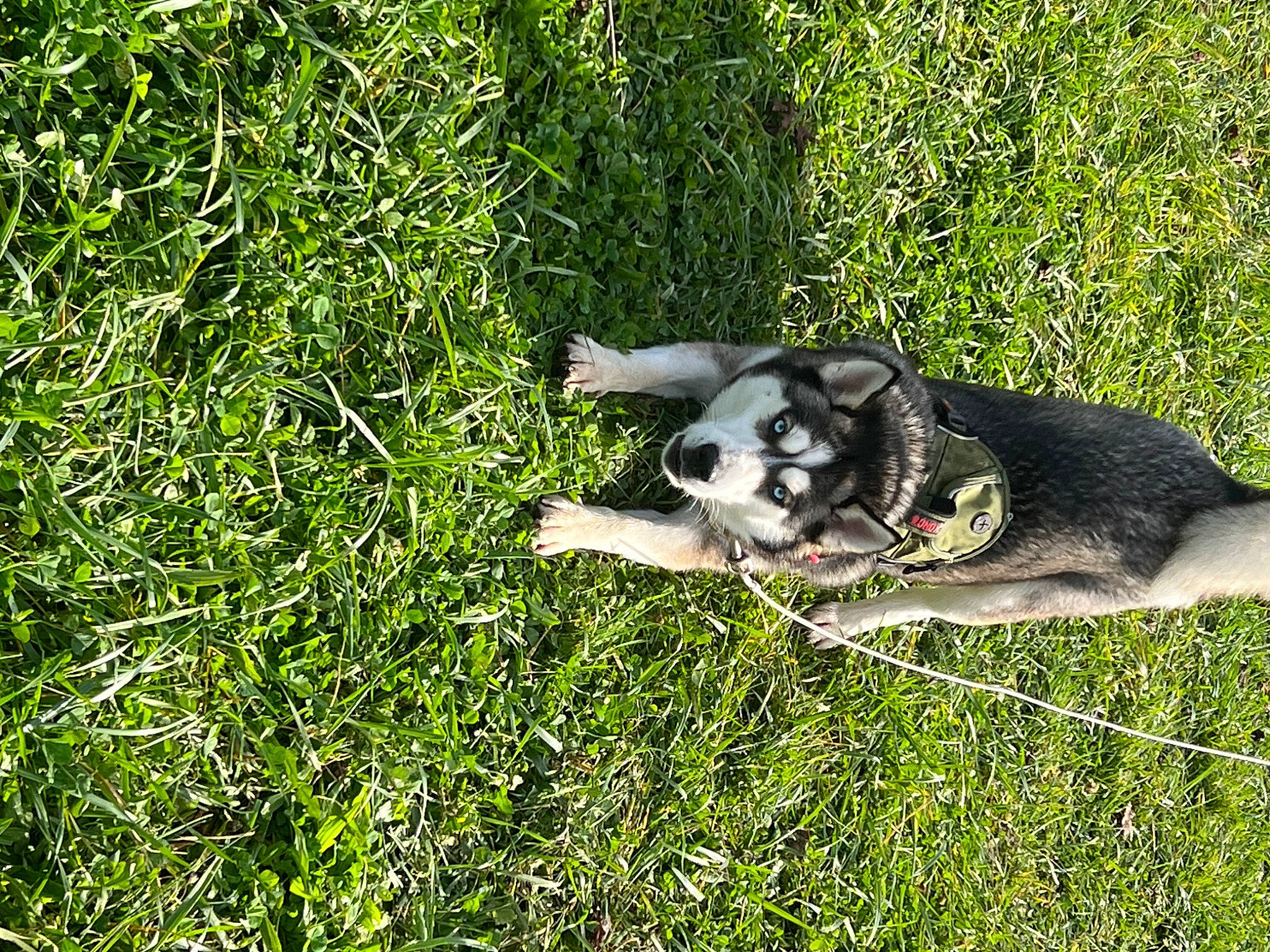 Aurora is registered to the contest to win money with this photo: ancient_dog_breeds, carnivore, companion_dog, dog, dog_breed, grass, groundcover, herding_dog, plant, shrub, sporting_group, tail, terrestrial_animal, working_dog