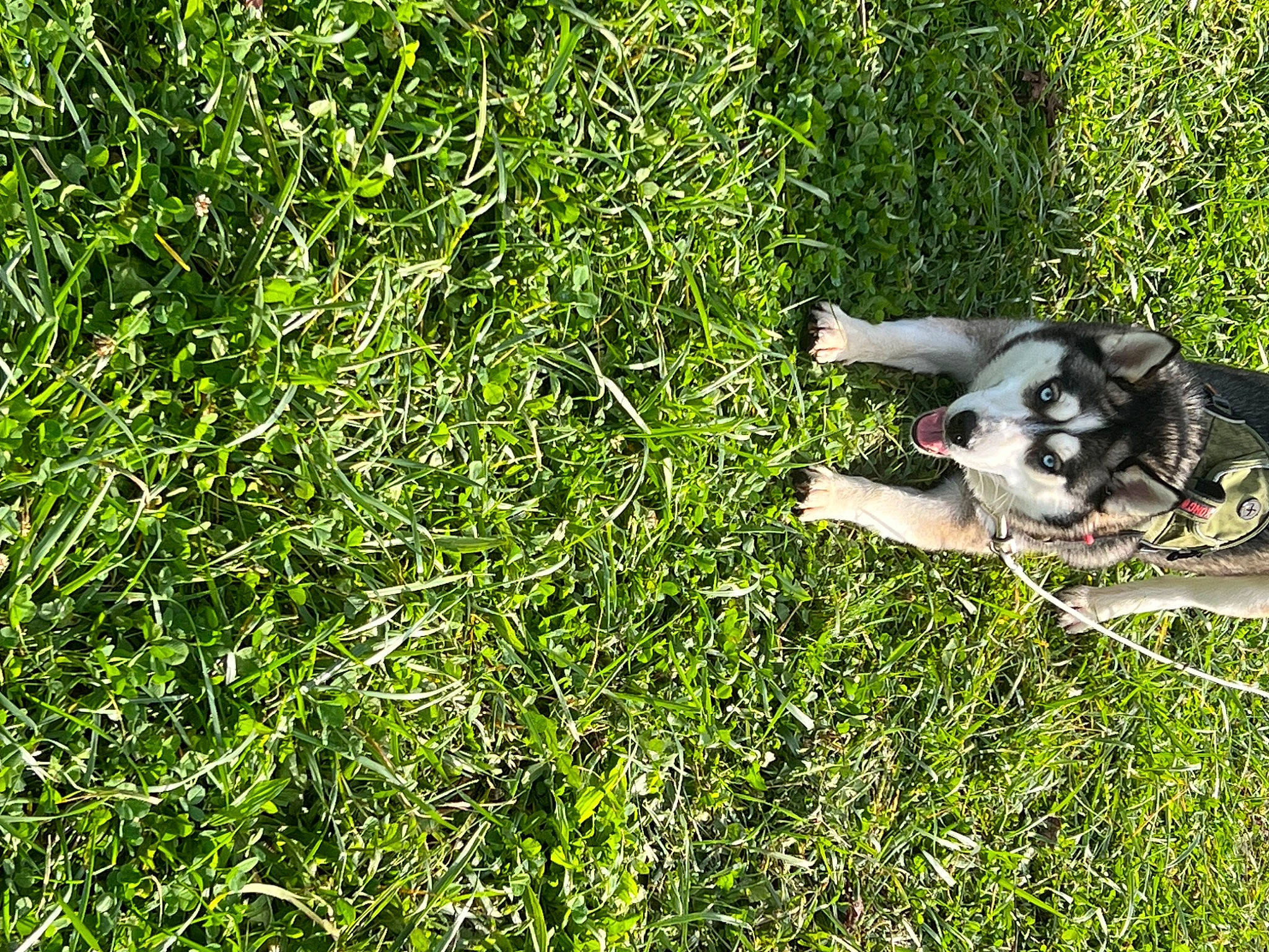 Aurora joined the competition — help win amazing prizes! canidae, carnivore, companion_dog, dog, dog_breed, grass, grassland, groundcover, herb, non_sporting_group, people_in_nature, plant, shrub, siberian_husky, sled_dog, sporting_group, tail, terrestrial_animal, wildlife, working_dog