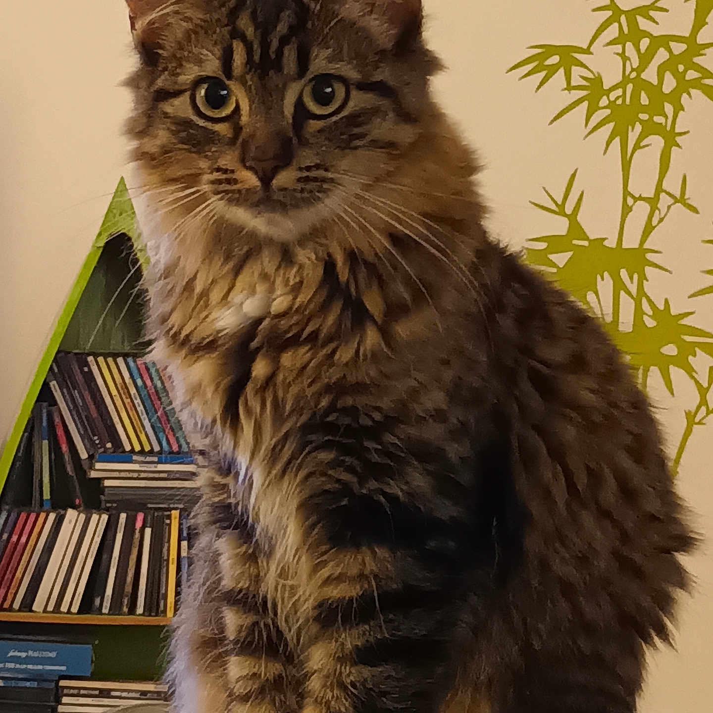 Maya