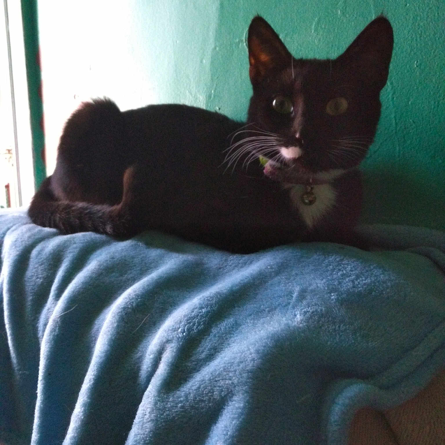 Ticky Tiny joined the competition — help win amazing prizes! asian, bed, black_cat, carnivore, cat, comfort, ear, felidae, furniture, kitten, leg, nap, sitting, small_to_medium_sized_cats, tail, whiskers
