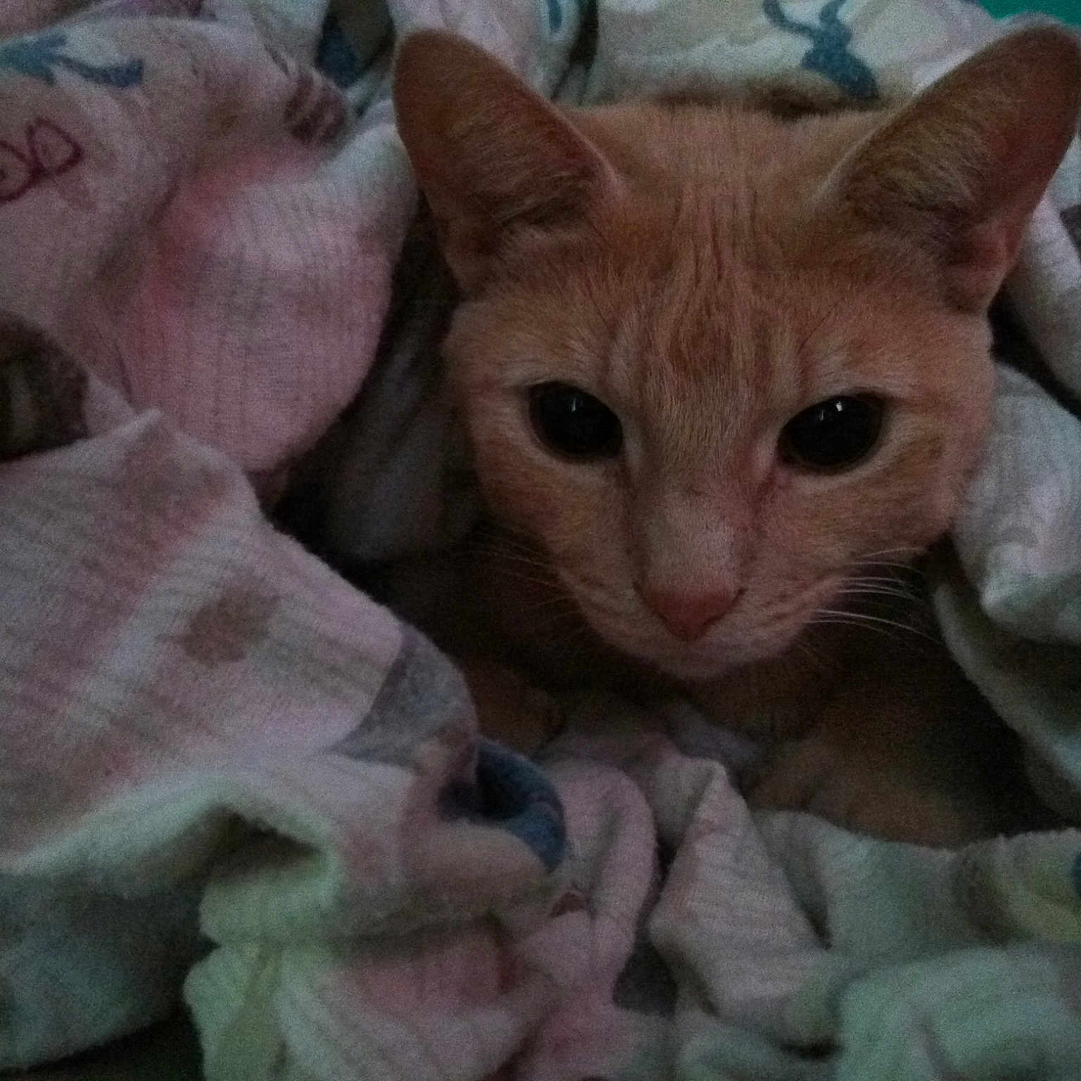 Mittens