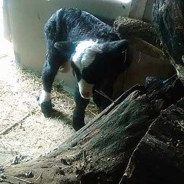 Sheepy