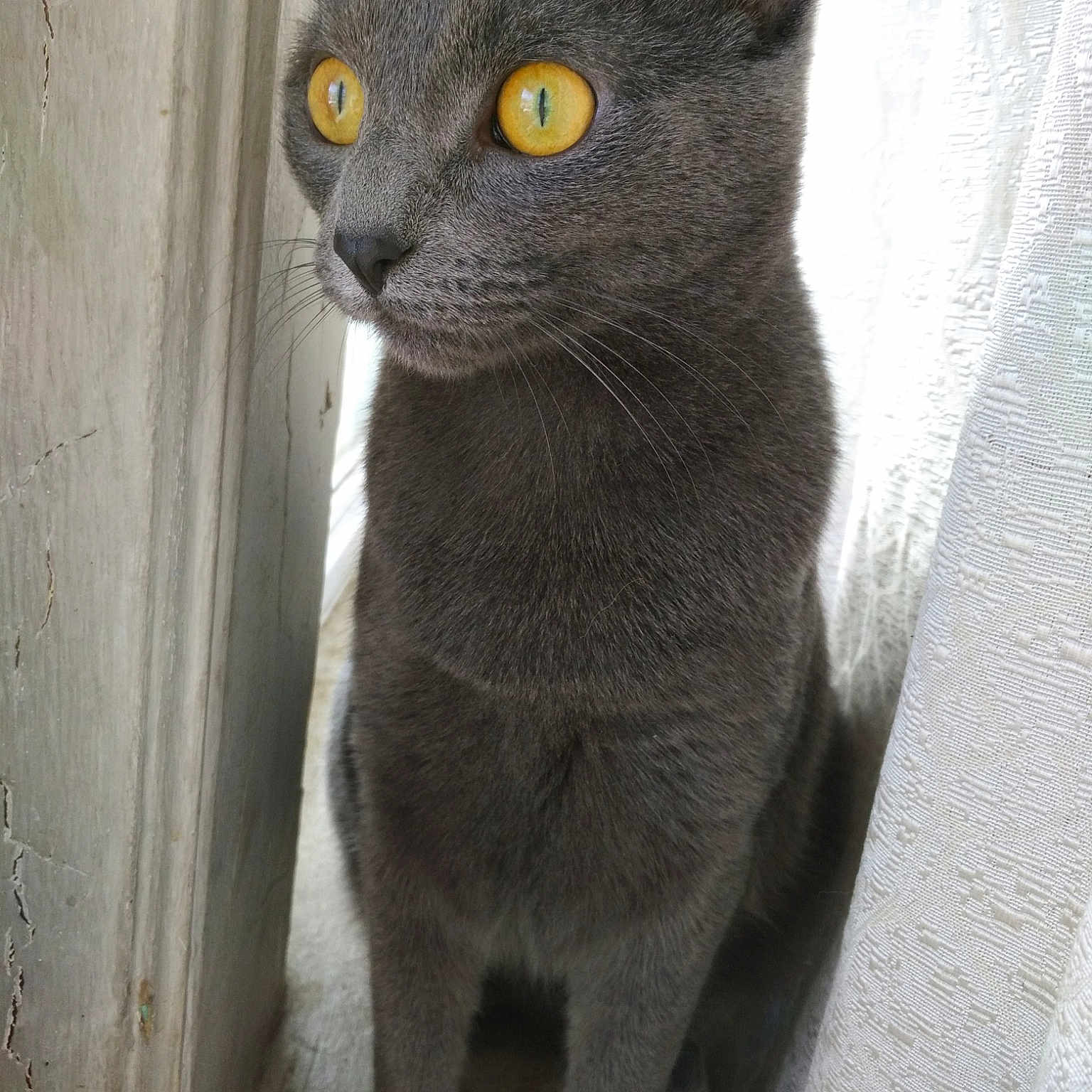 Chiquitita