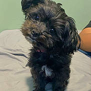 Raven joined the competition — help win amazing prizes! dog, puppy, small_dog, black_fur, head_tilt, bed, bedding, indoor, pet, portrait, cute, tilted_head, eyes, whiskers, collar, fur, paws, looking_up, cozy, human_arm