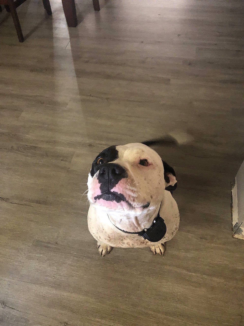 Lulu joined the competition — help win amazing prizes! canidae, carnivore, collar, companion_dog, dog, dog_breed, dog_collar, eye, fawn, floor, flooring, hardwood, snout, sporting_group, varnish, whiskers, wood, wood_flooring, wood_stain, working_animal