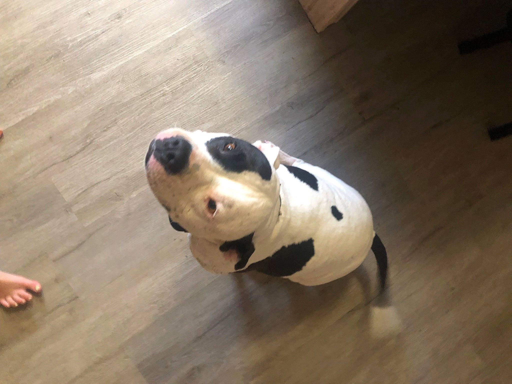 Lulu is registered to the contest to win money with this photo: carnivore, companion_dog, dog, dog_breed, dog_supply, eye, fawn, floor, flooring, hardwood, laminate_flooring, snout, stuffed_toy, tail, terrestrial_animal, toy, whiskers, wood, wood_stain, working_animal