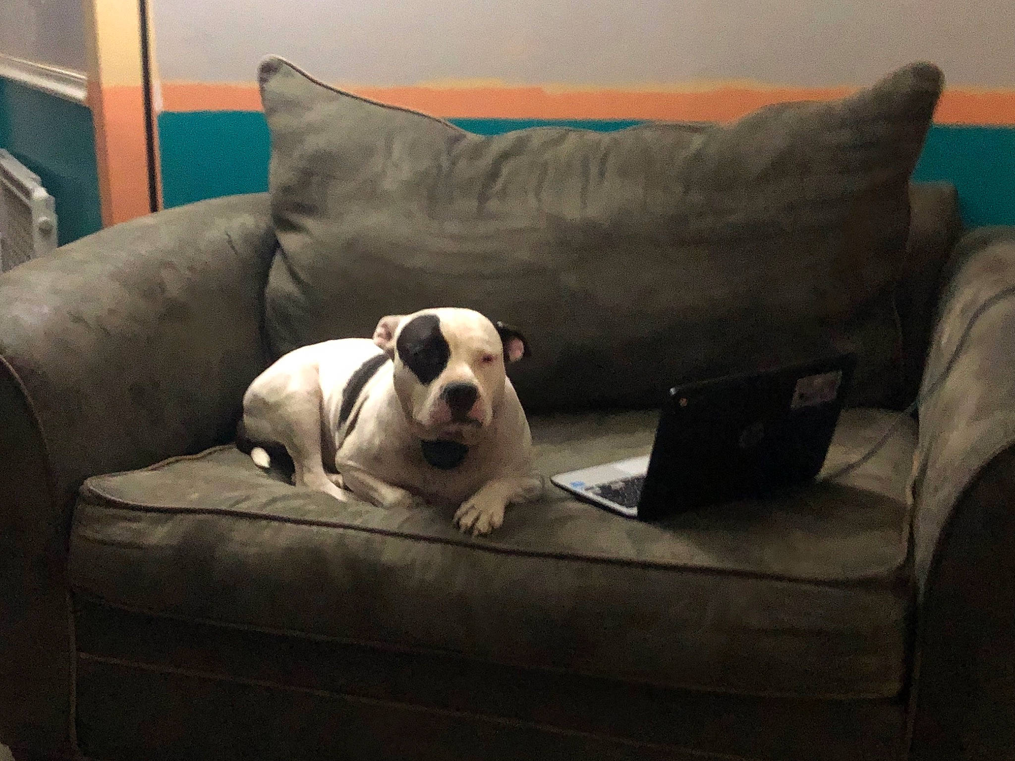 Lulu joined the competition — help win amazing prizes! carnivore, comfort, companion_dog, couch, dog, dog_breed, dog_supply, fawn, flooring, hardwood, laptop, linens, living_room, snout, sofa_bed, sporting_group, studio_couch, toy_dog, wood, working_animal