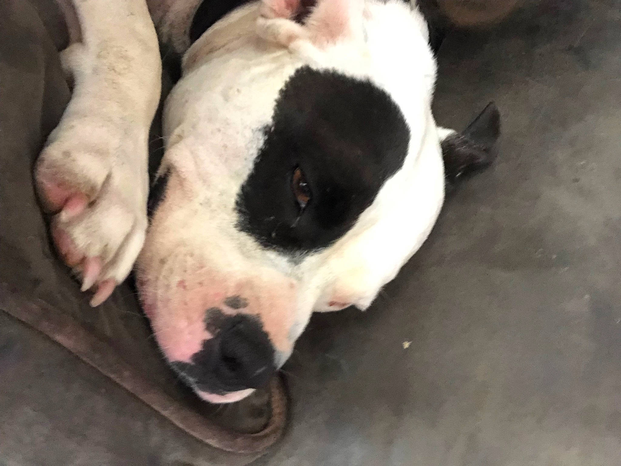 Lulu is registered to the contest to win money with this photo: canidae, carnivore, companion_dog, dog_breed, fawn, flesh, fur, livestock, non_sporting_group, snout, sporting_group, suidae, terrestrial_animal, whiskers, working_animal