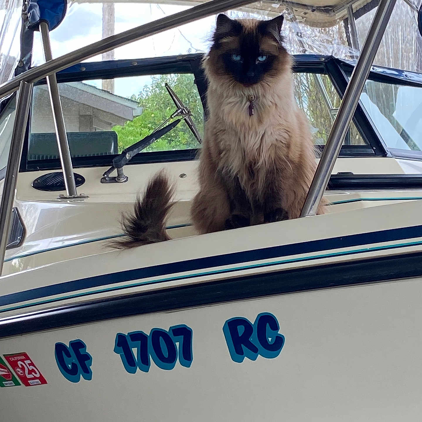 Star joined the competition — help win amazing prizes! animal, blue_eyes, boat, calm, cat, collar, daylight, fluffy, fur, greenery, marine, metal, nature, outdoor, pet, registration_number, sitting, tail, watercraft, window