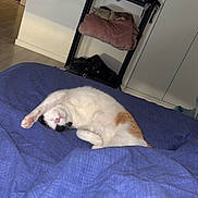 Bahia a rejoint le concours — aidez-le/la à gagner de superbes lots ! bed, blanket, blue_bedspread, cat, clothes, cozy, door, floor, fur, furniture, home, indoor, orange_spot, pink_paw, relaxation, resting, shelf, sleepy, stretching, white_cat