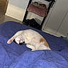 bed, blanket, blue_bedspread, cat, clothes, cozy, door, floor, fur, furniture, home, indoor, orange_spot, pink_paw, relaxation, resting, shelf, sleepy, stretching, white_cat