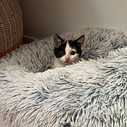 Bahia a rejoint le concours — aidez-le/la à gagner de superbes lots ! animal, black_and_white, cat, close_up, comfort, cozy, curious, cute, domestic, fluffy, fur, home, indoor, kitten, pet_bed, resting, small, soft, wooden_floor, young