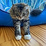 Cooper joined the competition — help win amazing prizes! cat, tabby_cat, stretching, green_eyes, fluffy_fur, white_paws, wooden_floor, beanbag_chair, blue_beanbag, striped_pattern, indoor, pet, feline, whiskers, relaxed, cute, animal, mammal, domestic_cat, fur